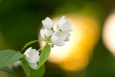 White flowers on the tree in nature