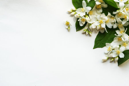 Composition frame corner folded from jasmine flowers white background and place for text jasmine flowers pattern top view flat lay copy space for text banner