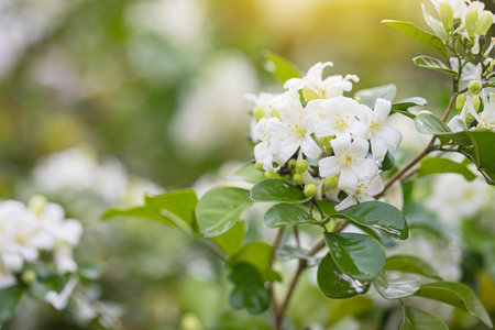 Close up beautiful white orange jasmine murraya paniculata flowers blooming and fragrant in garden