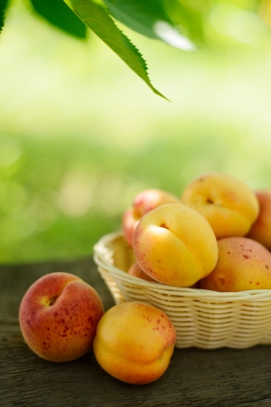 Ripe tasty apricots in the basket on the old wooden table on the green foliage background