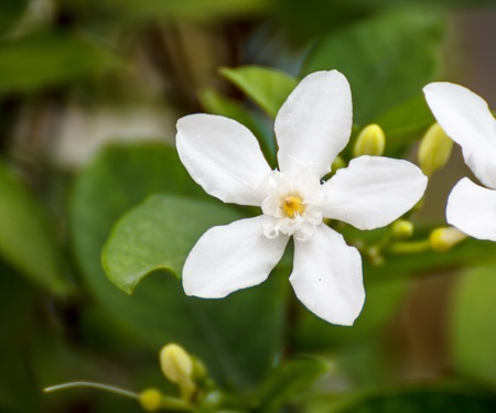 White stephan otis flower in garden