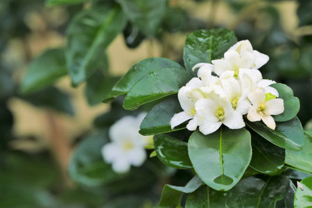 White jasmine flower with green leaves in the garden on summer Stock Photo