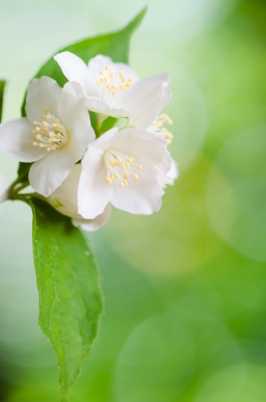 Beautiful flowers of a jasmin close up summer background Stock Photo