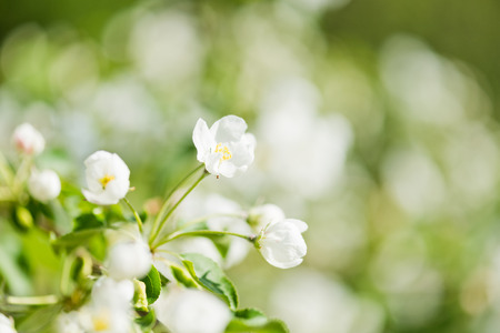 A blooming branch of apple tree in spring