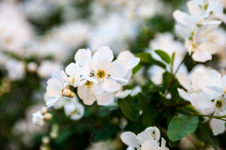 White flowers on the pear tree branches Stock Photo