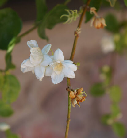 White jasmine blossom