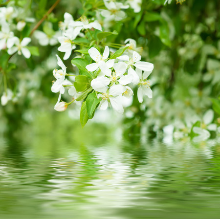 Apple tree flower