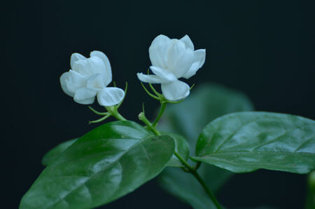 White flower and green leaf isolated on black background