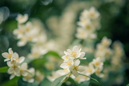 Background shimmering defocused soft bokeh