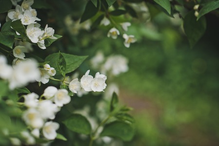 The bushes of the cherry blossoms