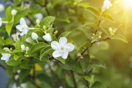 White inda flower blooming in the morning Stock Photo