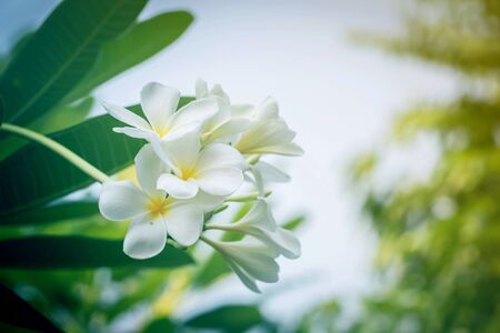 White plumeria on the plumeria tree fill color filter