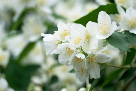 Wonderfully fragrant sprinkled with white flowers green jasmine bushes Stock Photo