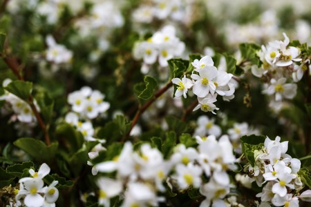 Beautiful white ornamental plant in the garden