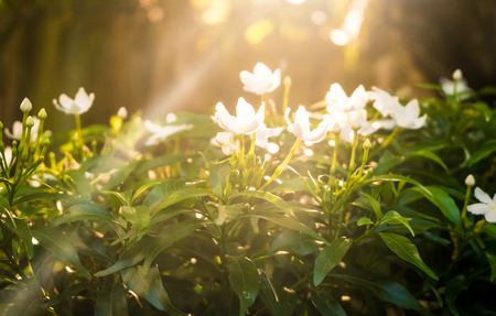 Beautiful fresh jasmine flowers in the garden with beautiful golden sunlight flare jasmine flowers with sun rays rays of light