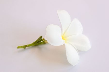 Plumeria flowers