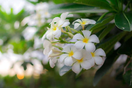 White plumeria or frangipani in the garden selective focus vintage effect Stock Photo