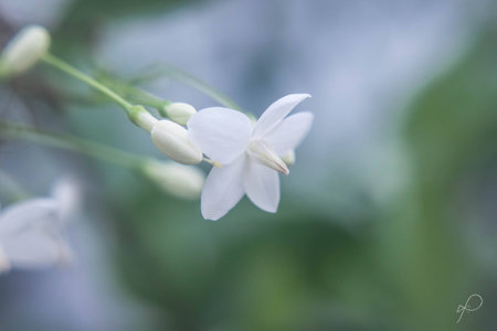 White flower