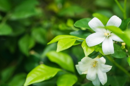 Beautiful white flowers on green nature background