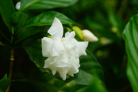 White gardenia