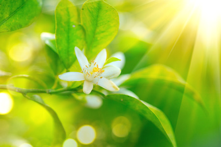 Blossoming orange or lemon tree healthy organic lemon or orange growing in sunny orchard Stock Photo