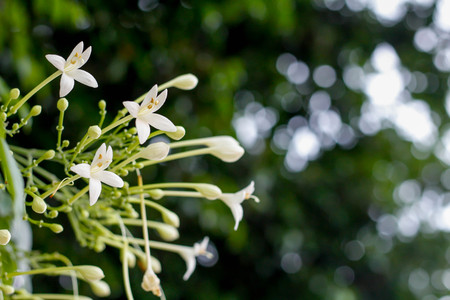 Indian cork tree flower on tree