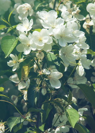 Flowers of apple blooming apple tree in the garden