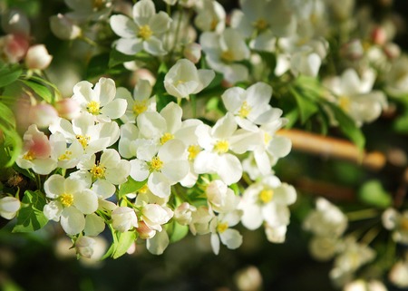 Flowers of apple blooming apple tree in the garden