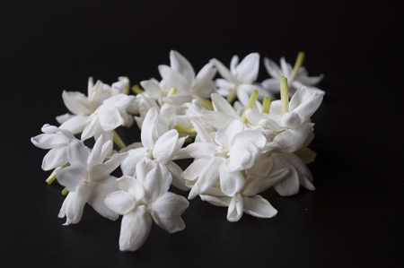 Jasmine flowers on black background