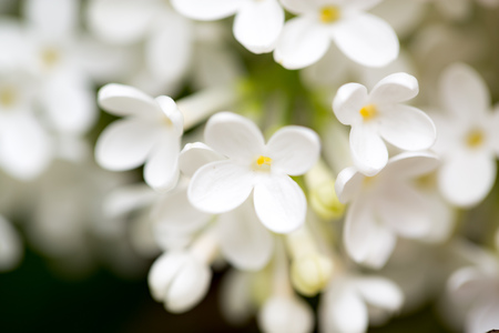 White flowers of lilac on nature macro