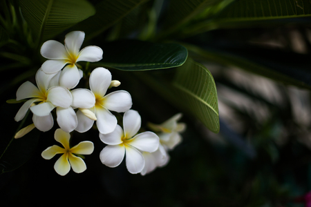 Plumeria white flowers are beautiful green leaves