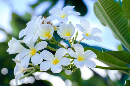 White and yellow frangipani flowers with leaves in background Stock Photo