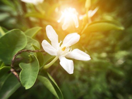 White wrightia antidysenterica flower in nature garden Stock Photo