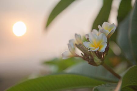 Plumeria flowers