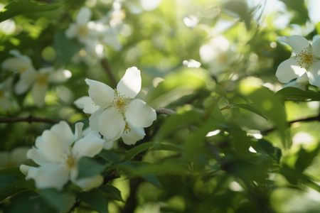 Closeup shot of white jasmine flowers in sunny summer day