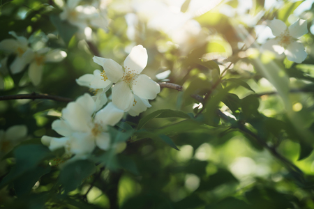 Closeup shot of white jasmine flowers in sunny summer day Stock Photo