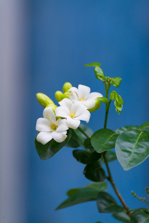 White flower of orange jessamine satin wood murraya exotica tree cosmetic bark tree selective focus