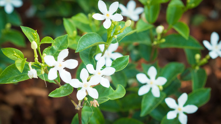 Blur jasmine background nature Stock Photo