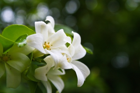 Branch with orange jessamine flowers in spring