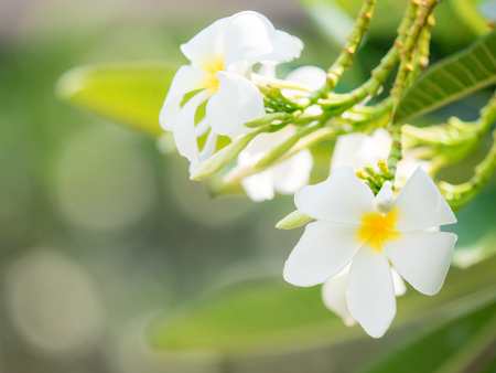 Beautiful white plumaria flower on nature blur background Stock Photo