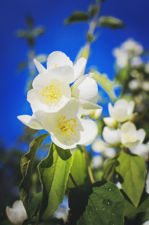 A branch of beautiful white jasmine flowers against a bright blue sky