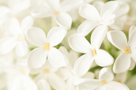 Pastel white lilac close up spring background soft focus Stock Photo