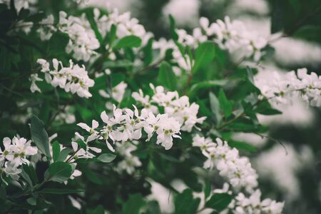 Spring white flowers Stock Photo