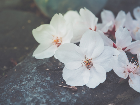 Beautiful white sakura flowers on the stone selective focus