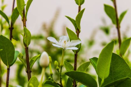 Nature in the wild there are white flowers in the garden green branches covered