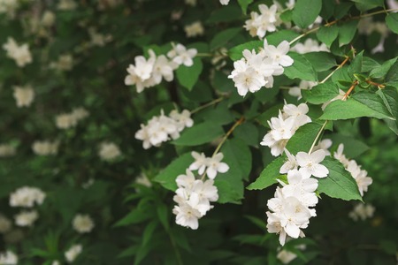 Apple tree in blossom white flowers and green leaves close up spring nature background closeup