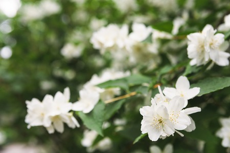 Apple tree in blossom white flowers and green leaves close up spring nature background closeup