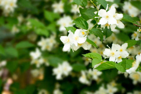 Blooming flowers philadelphus macro as backgraund summer