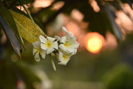 Colorful flowers group of flower group of yellow white and pink flowers frangipani plumeria pink white and yellow frangipani flowers with leaves in background plumeria flower blooming Stock Photo