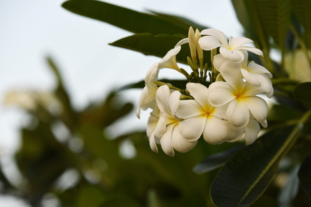 White flowers with sun at sunset light pink and yellow plumeria colorful flowers group of flower group of yellow white and pink flowers frangipani plumeria Stock Photo